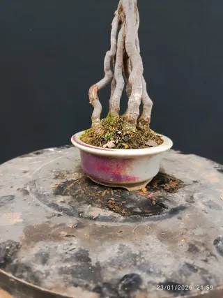Bonsai Acer Burgeranium Shohin