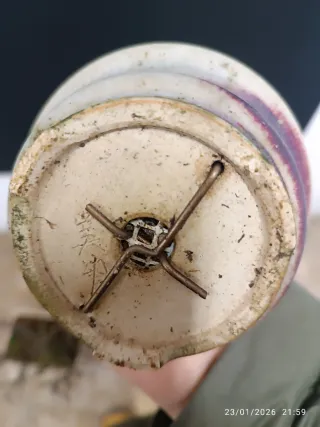 Bonsai Acer Burgeranium Shohin