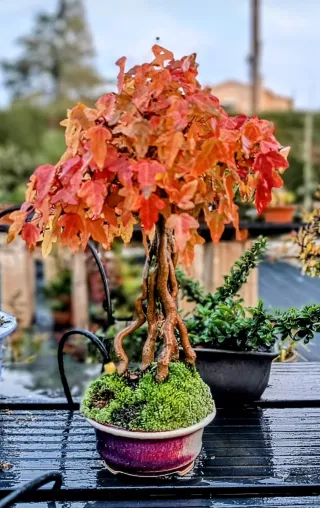 Bonsai Acer Burgeranium Shohin