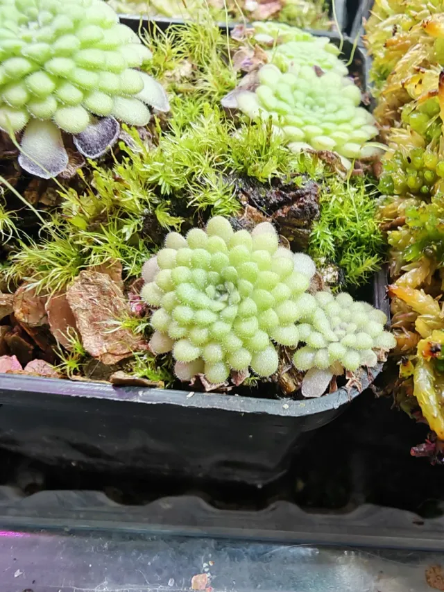 Lote Robert Plantas Carnívoras