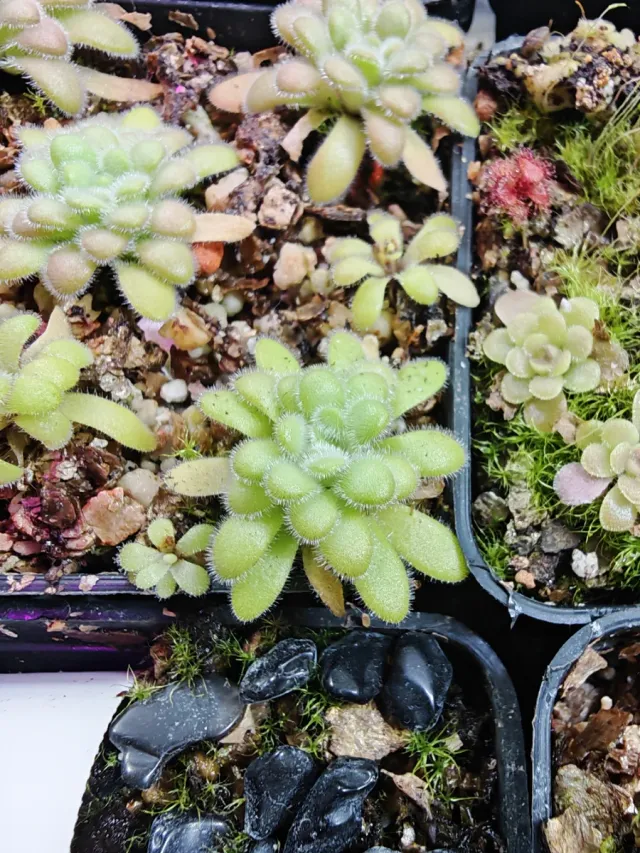 Lote Robert Plantas Carnívoras