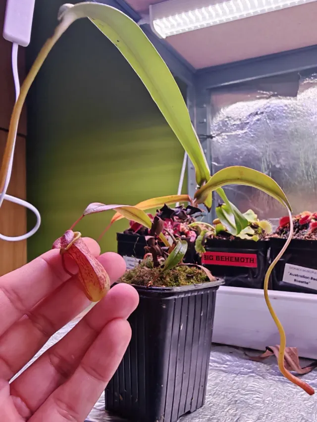 Lote Robert Plantas Carnívoras