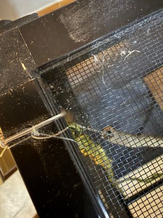 Pack Scale Area Camaleón Profesional + extras