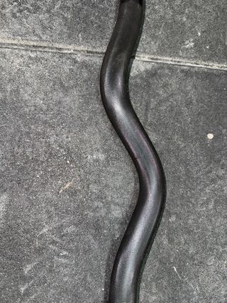 BARRA Z / ROGUE RACKABLE CURL BAR