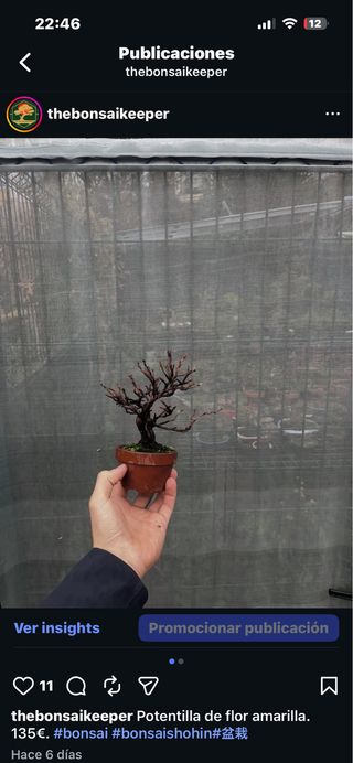 Bonsái Potentilla de flor amarilla