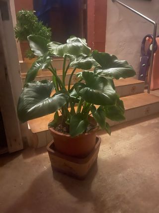 Planta de interior con maceta