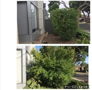 Jardinero economíco