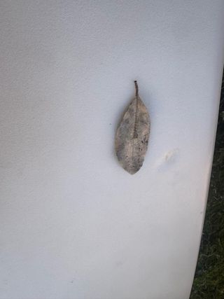 Tabla de surf Al Merrick Fish Beard 5'9''