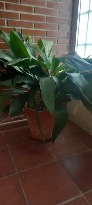 Planta de interior Aspidistra