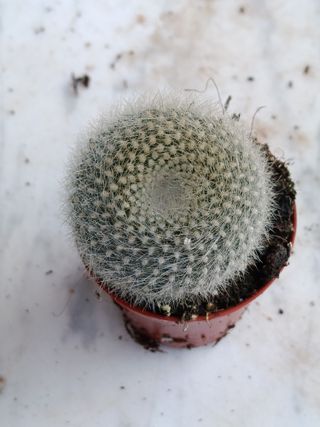 Parodia haselbergi Ø5 planta cactus