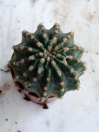Echinopsis oxygona Ø5 planta suculenta