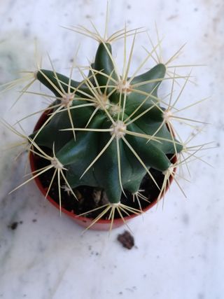Ferocactus glaucescens Ø5 planta cactus
