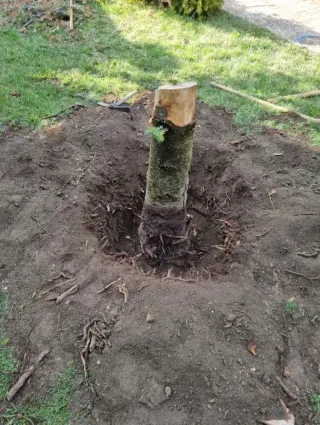 Servicio de poda y tala de árboles