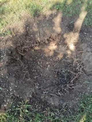 Servicio de poda y tala de árboles