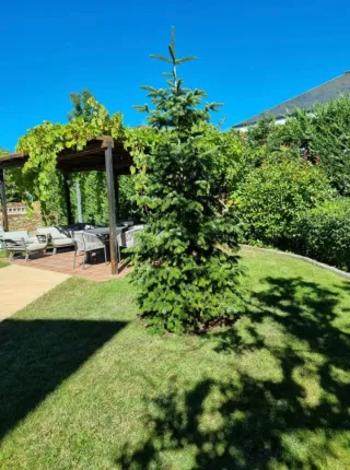 Servicio de poda y tala de árboles