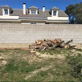 Servicio de poda y tala de árboles