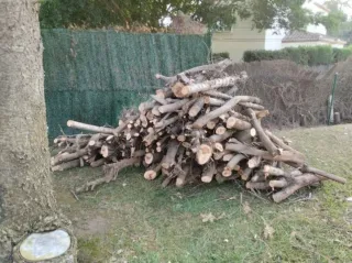 Servicio de poda y tala de árboles