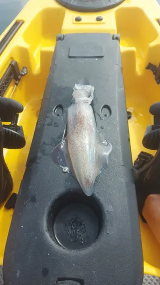 Kayak Feelfree Moken 14