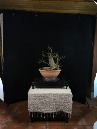 bonsai carpinus betulus