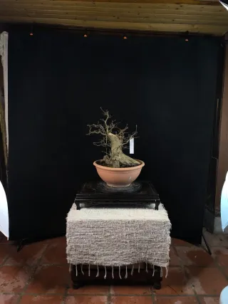 bonsai carpinus betulus