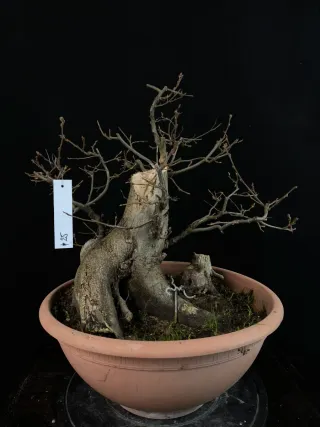 bonsai carpinus betulus