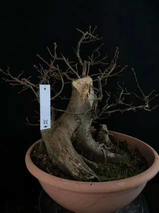 bonsai carpinus betulus
