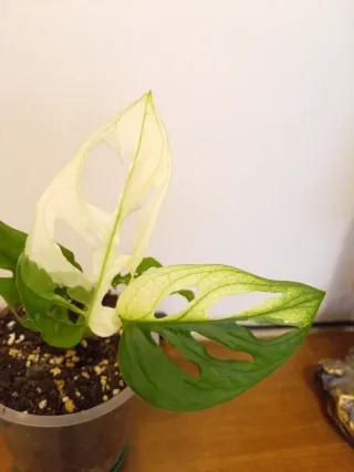 Monstera Adansonii Albovariegata