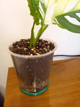 Monstera Adansonii Albovariegata