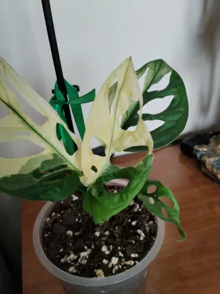 Monstera adansonii variegata