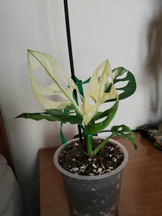 Monstera adansonii variegata