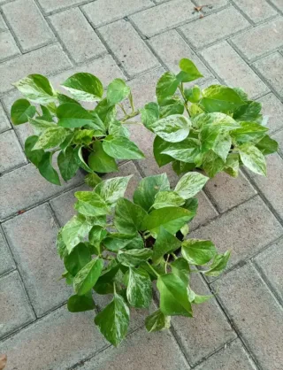 Pianta Dieffenbachia Compacta