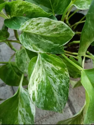 Pianta Dieffenbachia Compacta