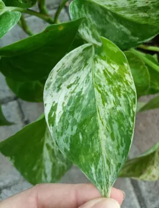 Pianta Dieffenbachia Compacta