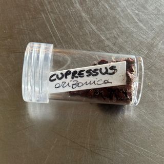 Semillas Ciprés Arizona