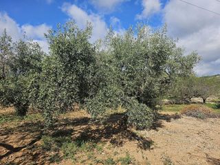Terreno en venta en Centre en Sant Carles de la Ràpita
