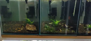 Estantería para acuarios/Gambarios/ Vetas