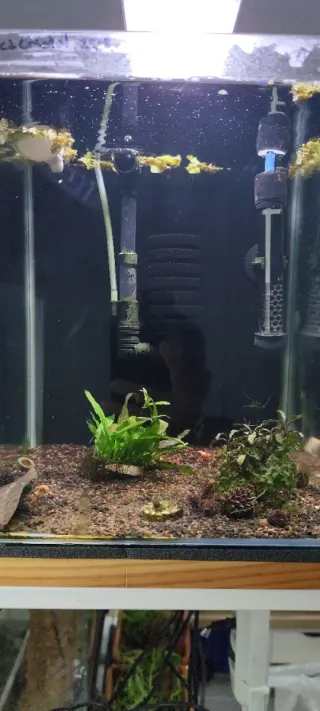 Estantería para acuarios/Gambarios/ Vetas