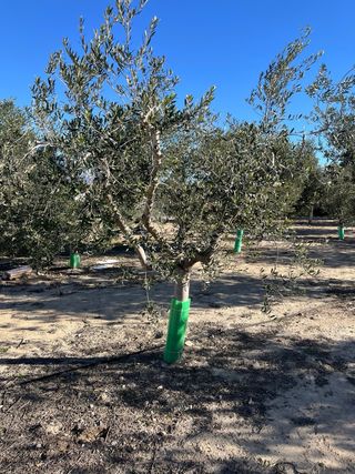 Olivos