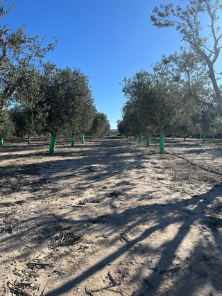 Olivos