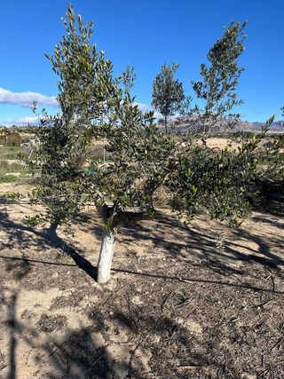 Olivos