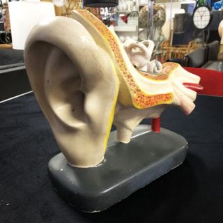 Antiguo modelo anatómico oído humano siglo XIX