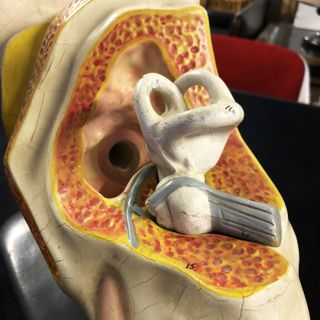 Antiguo modelo anatómico oído humano siglo XIX