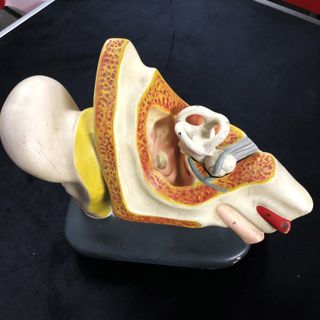 Antiguo modelo anatómico oído humano siglo XIX