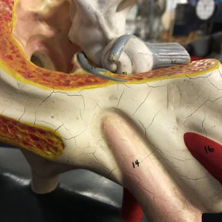 Antiguo modelo anatómico oído humano siglo XIX