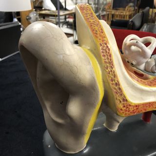 Antiguo modelo anatómico oído humano siglo XIX