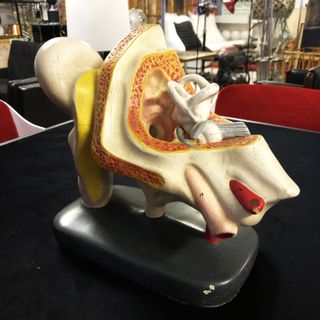 Antiguo modelo anatómico oído humano siglo XIX