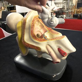 Antiguo modelo anatómico oído humano siglo XIX