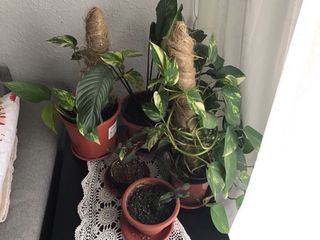 Cámara Sony Cyber-shot DSC-W50