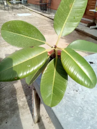 Planta Ficus