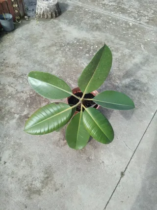 Planta Ficus
